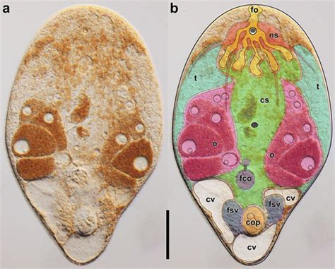  Acoela: De Kleine Meesters Van Regeneratie En Hun Wonderlijke Microscopische Avontuuren!