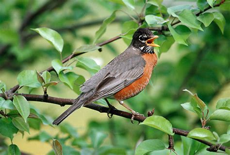  Amerikaanse Robin: Een Zingende Wonder met Vliegklare Vleugels die zich Door de Hemel Bewegen!