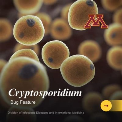  Cryptosporidium: Een Microscopische Parasiet met een Onverwacht Groot Effect!