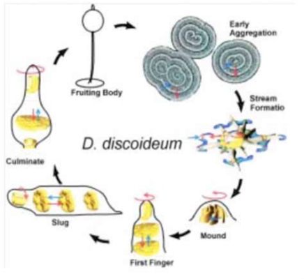 Dictyostelium! Een Amoebozoan die zich transformeert van eenzame cel tot een complex sociaal wezen