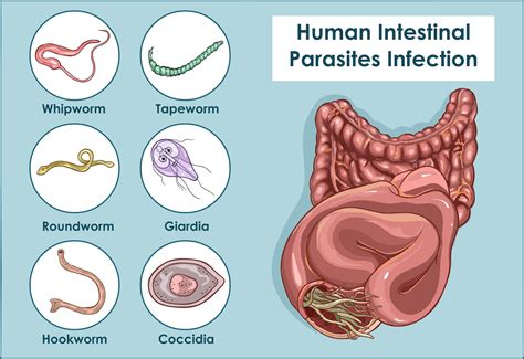  Distomum Een parasiet die zich graag thuis voelt in de darmen van zijn gastheer!