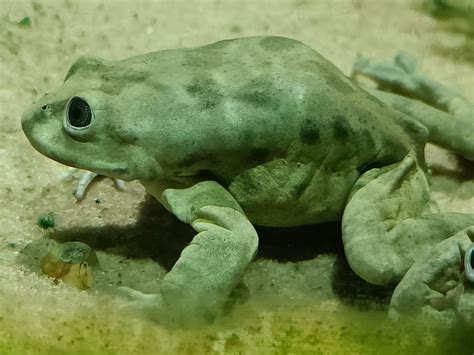 Lagunekikker een kleine groene vriend met een voorkeur voor warme zonnestralen en sappige insecten!