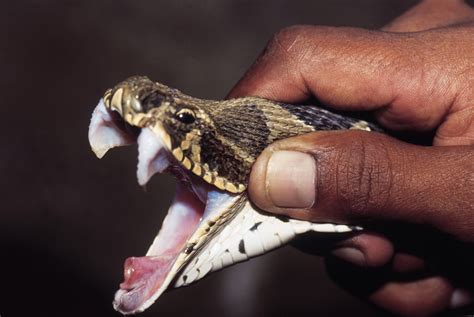  Vipers! Slangen met een Slechts Geheugen en een Ontzettend Giftige Beet