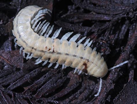  Xystodesmidae! Ontdek de wonderlijke wereld van deze veelbenige bewonderenswaardige scheppers met een uitzonderlijk vermogen tot regeneratie