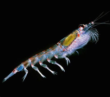  Zooplankton! De Kleine Zwerm van Dieren die de Oceaan Levendig Houdt