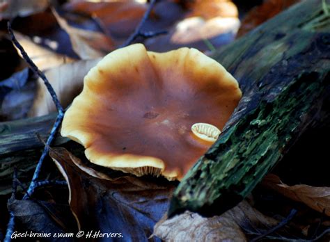  Flakes Geel Zwam: Een Kleurig Wonder Met Een Ongecompliceerde Levensloop!