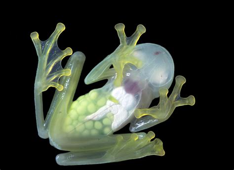  Glass Frog: Een Kleine Glazen Parel met een Wonderbaarlijke Transparante Buik!