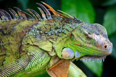 Iguana: Een reptiel met schubben die kan zwemmen en zich verdedigt met een stekelige staart!