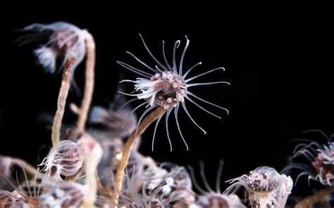  Questidea! Een Koloniale Hydrozoo die Glinsterende Parels in een Blauwe Woestenij Verbergt