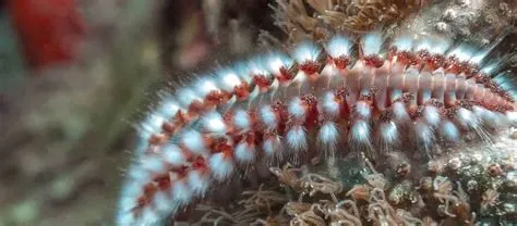  Uronema: Een buizerd van de zeebodem die zich vermomt als een eleganteroomse borstelworm!