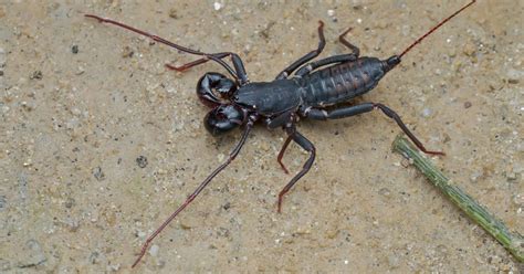  Vinegaroon! Dit achtpotige wonder kan zijn achterlijf afschieten als verdedigingsmechanisme!